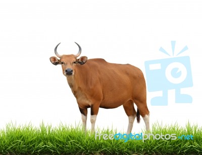 Banteng With Green Grass Isolated Stock Photo