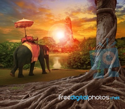 Banyan Tree In Ancient Place Stock Photo