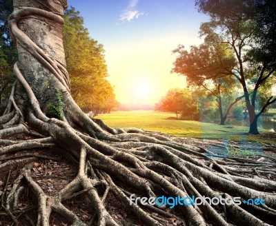 Banyan Tree In Ancient Place Stock Photo