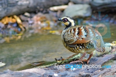 Bar-backed Partridge Stock Photo