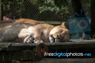 Barbary Lion (panthera Leo Leo) Stock Photo