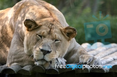 Barbary Lion (panthera Leo Leo) Stock Photo