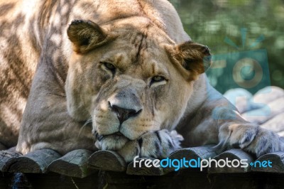 Barbary Lion (panthera Leo Leo) Stock Photo