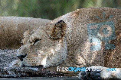 Barbary Lion (panthera Leo Leo) Stock Photo