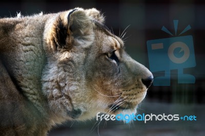 Barbary Lion (panthera Leo Leo) Stock Photo