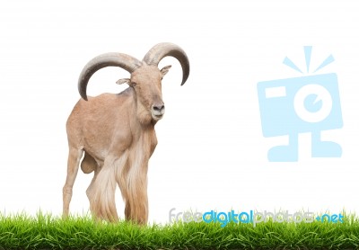 Barbary Sheep Stock Photo