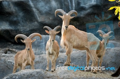 Barbary Sheep Stock Photo