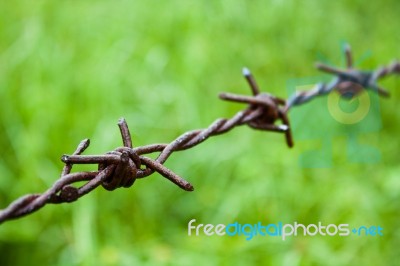 Barbed Wire Against Green Background Stock Photo