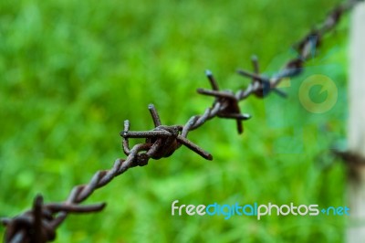 Barbed Wire Against Green Background Stock Photo