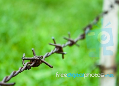 Barbed Wire Against Green Background Stock Photo