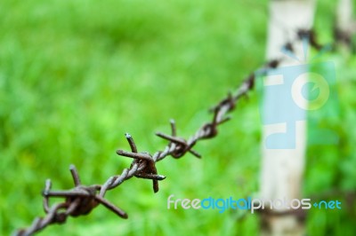 Barbed Wire Against Green Background Stock Photo