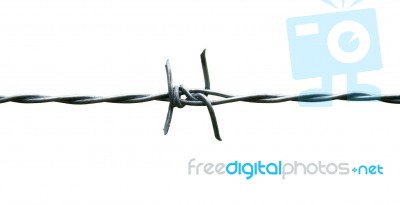 Barbed Wire Isolated On White Background Stock Photo