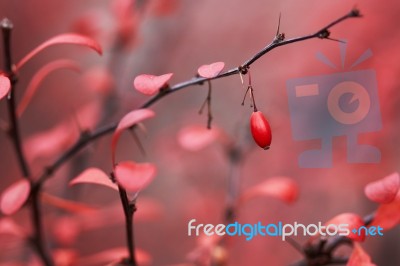 Barberry Berries Stock Photo