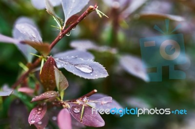 Barberry Branch Stock Photo