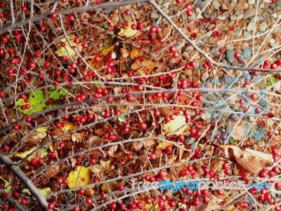 Barberry Branch With Red Berries Stock Photo