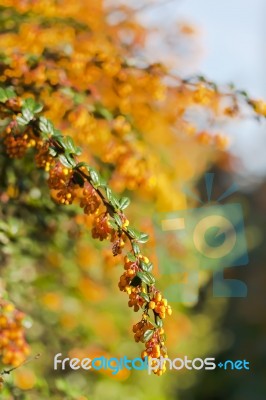 Barberry Flower Stock Photo