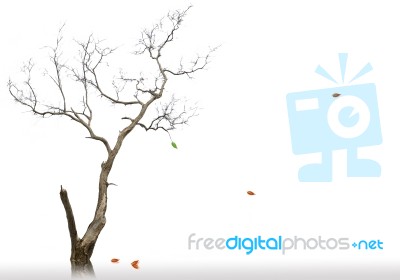 Bare Tree With Leaf Stock Image