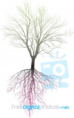 Bare Tree With Roots Stock Image