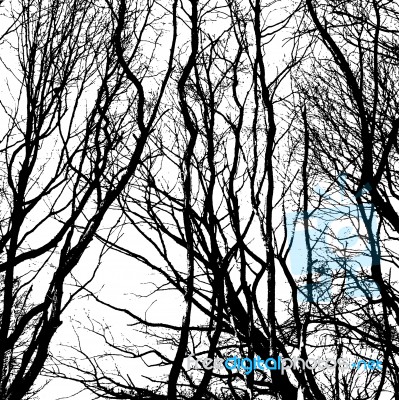 Bare Wintry Trees Stock Photo