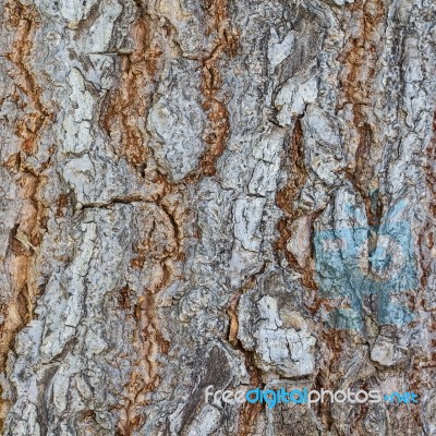 Bark Stock Photo