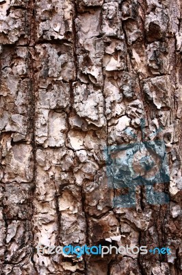 Bark Tree Stock Photo