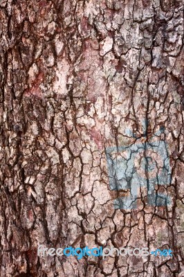 Bark Tree Stock Photo