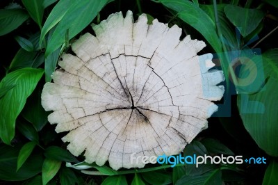 Bark Tree Stump And Green Leaves Of Plant In Garden Stock Photo