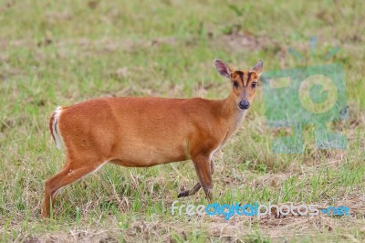 Barking Deer Stock Photo