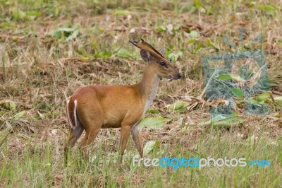 Barking Deer In Nature Stock Photo