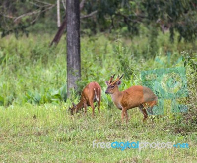 Barking Deer In Nature Stock Photo