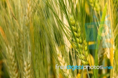 Barley Stock Photo