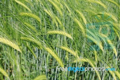 Barley Stock Photo