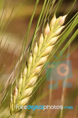 Barley Stock Photo