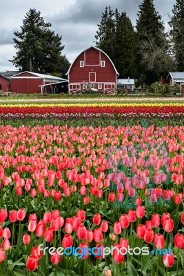 Barn And Tulip Field Stock Photo