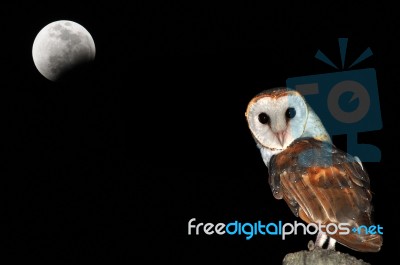 Barn Owl Stock Photo