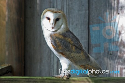 Barn Owl Stock Photo