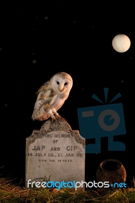 Barn Owl And Gravestone Stock Photo