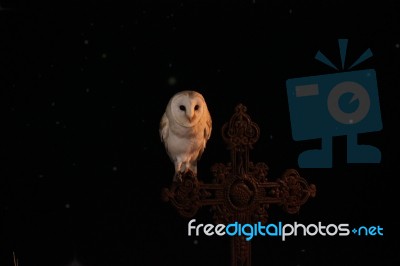 Barn Owl And Steel Cross Stock Photo