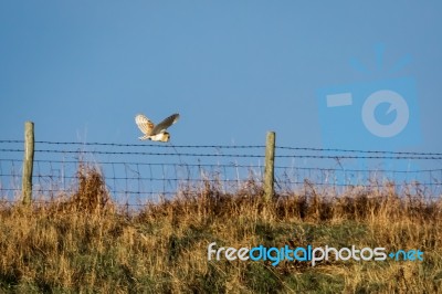 Barn Owl Hunting Stock Photo