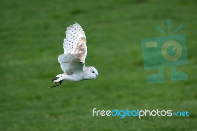 Barn Owl (tyto Alba) Stock Photo