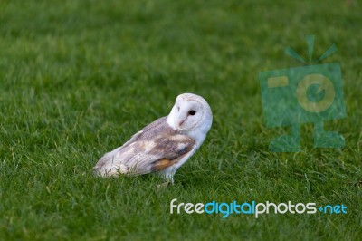 Barn Owl (tyto Alba) Stock Photo