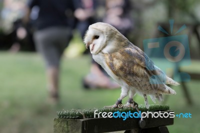 Barn Owl (tyto Alba) Stock Photo