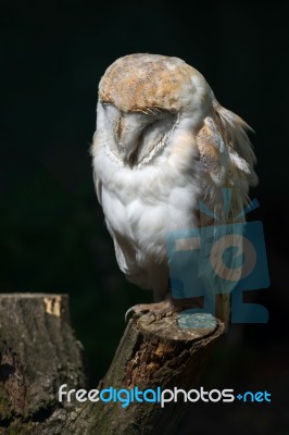 Barn Owl (tyto Alba) Stock Photo