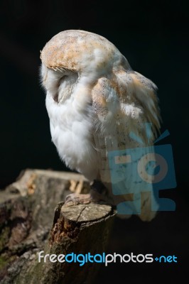 Barn Owl (tyto Alba) Stock Photo