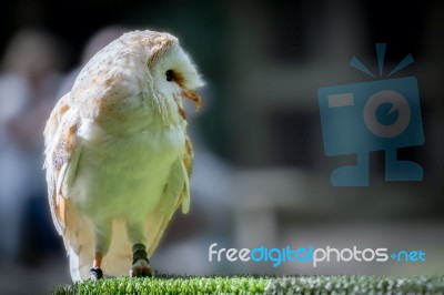 Barn Owl (tyto Alba) Stock Photo