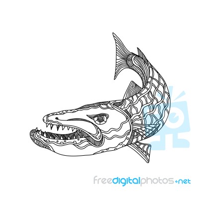 Barracuda Fish Doodle Art Stock Image