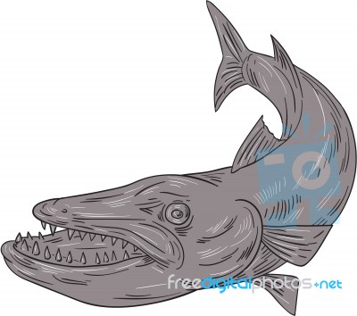 Barracuda Swimming Down Drawing Stock Image