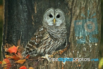 Barred Owl Stock Photo