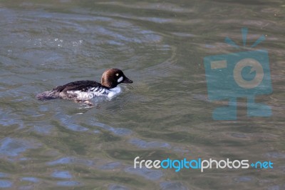 Barrow's Goldeneye (bucephala Islandica) Stock Photo