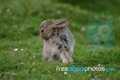 Bashful Bunny Stock Photo